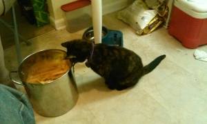 856832_10152584868555016_1369979761_o